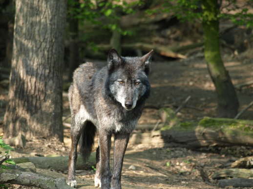 Timberwolf