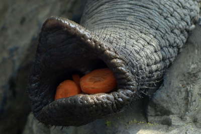 elefant